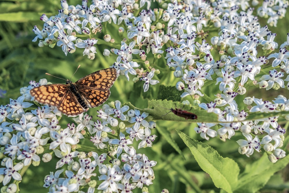 a close up of a butterfly on a flower