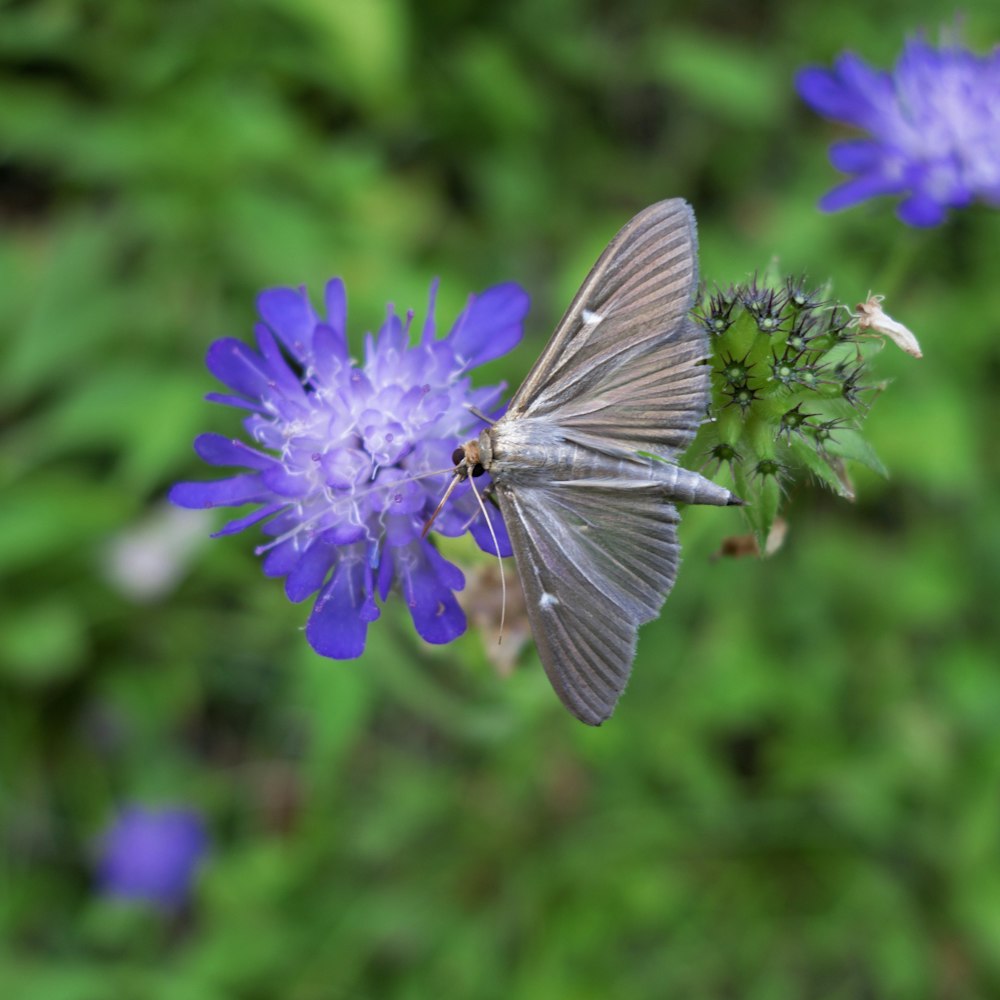 a gray butterfly sitting on a purple flower