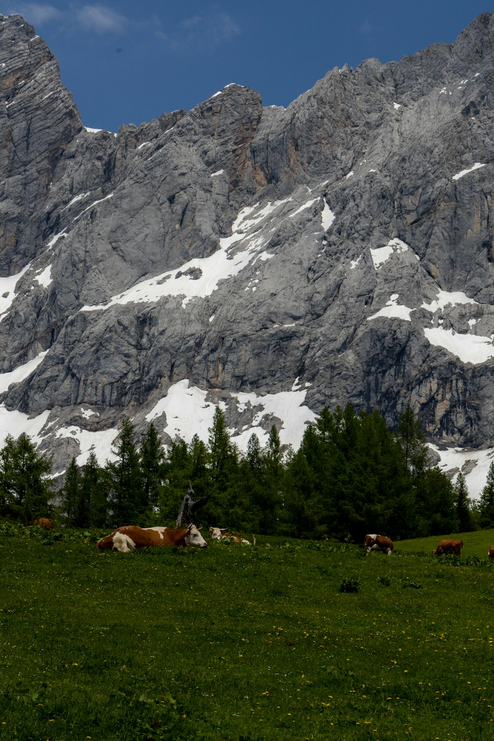 a herd of cattle grazing on a lush green hillside