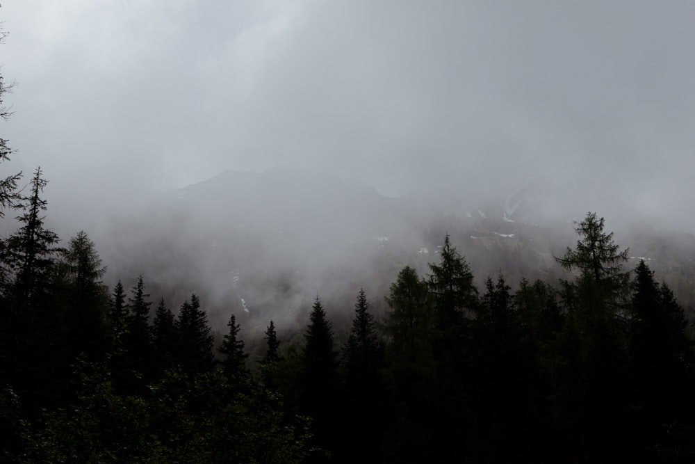 a mountain covered in fog with trees in the foreground