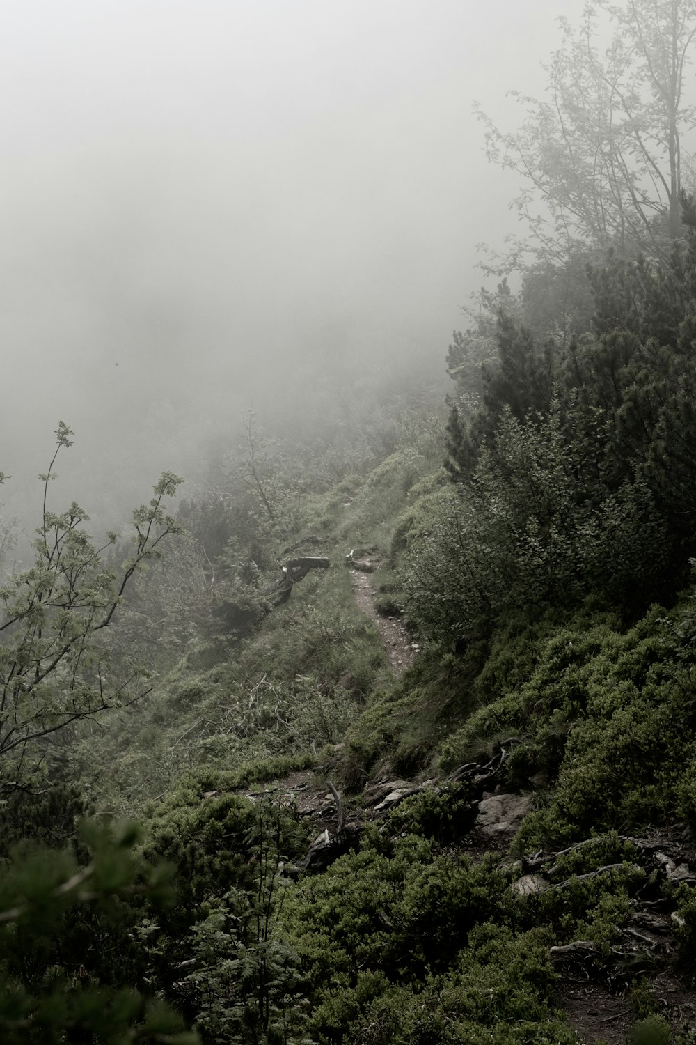 a foggy mountain with trees and bushes on the side