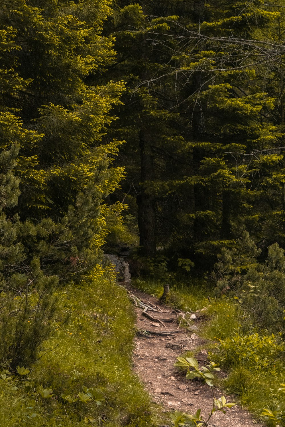 a path in the middle of a forest with lots of trees