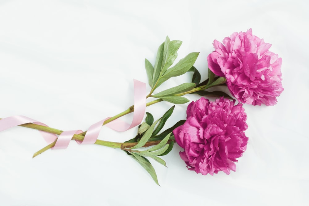 two pink flowers with a pink ribbon on a white background