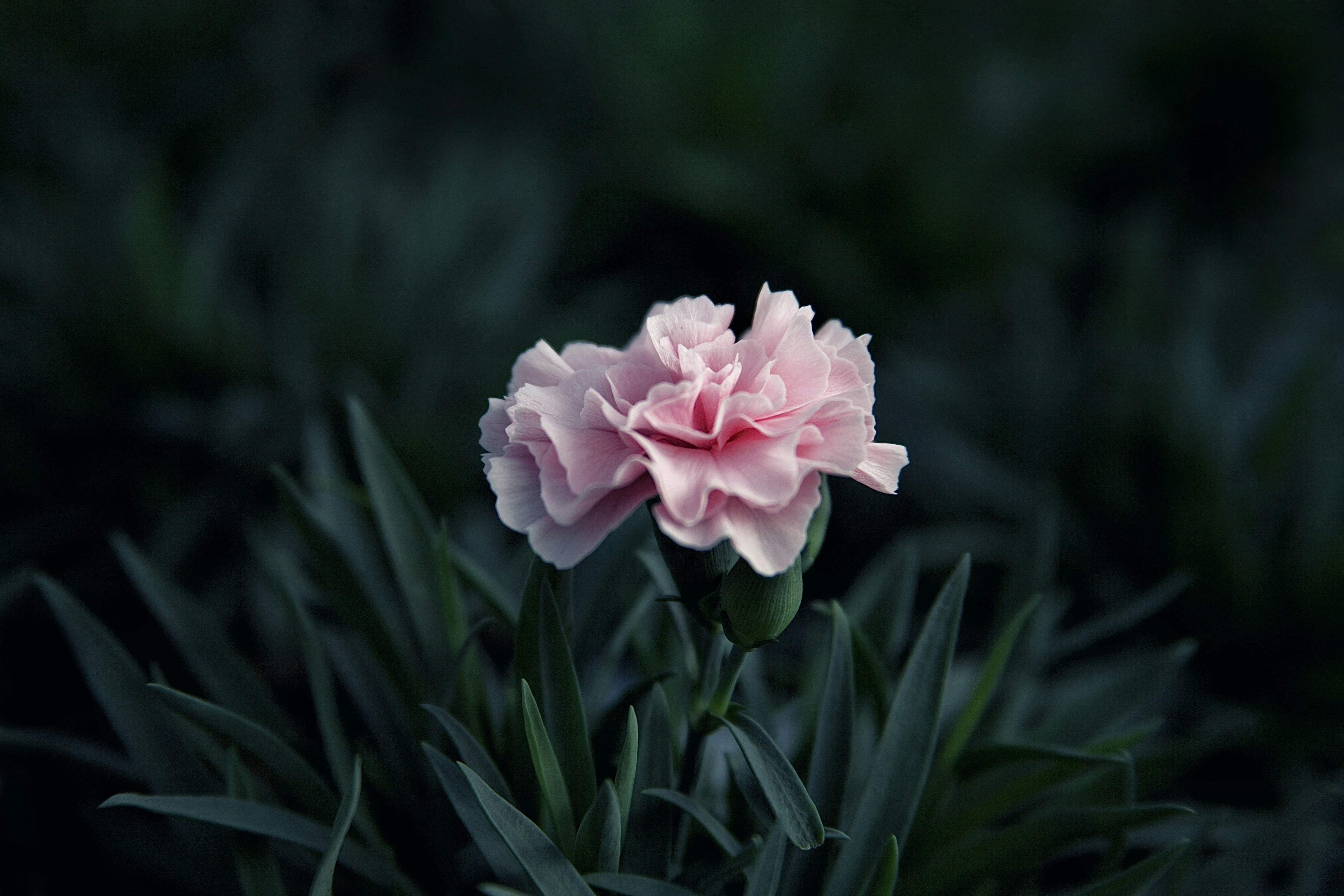 Photo by kristinokarlsen