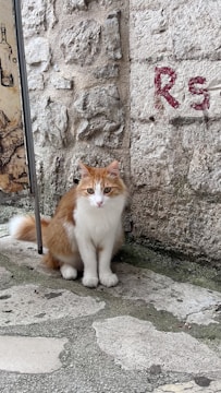 A fluffy orange and white cat sits on a textured stone pavement next to a rugged stone wall with red graffiti letters 'RS'. There's a wooden sign with a bottle illustration partially visible on the left.
