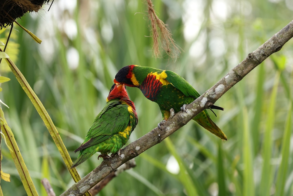 two colorful birds sitting on a tree branch