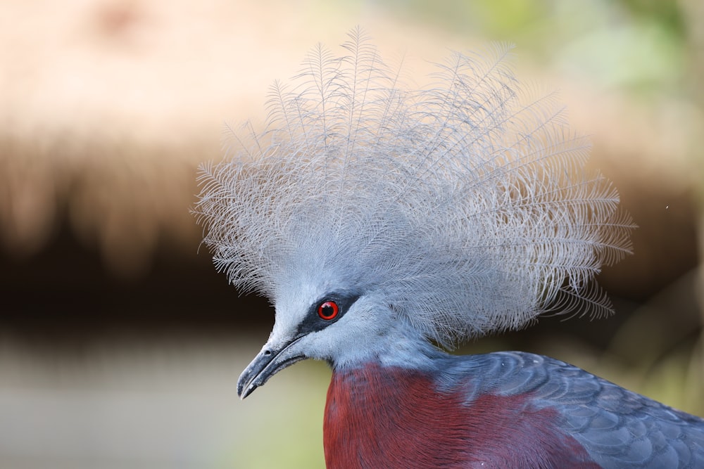 a close up of a bird with feathers on it's head