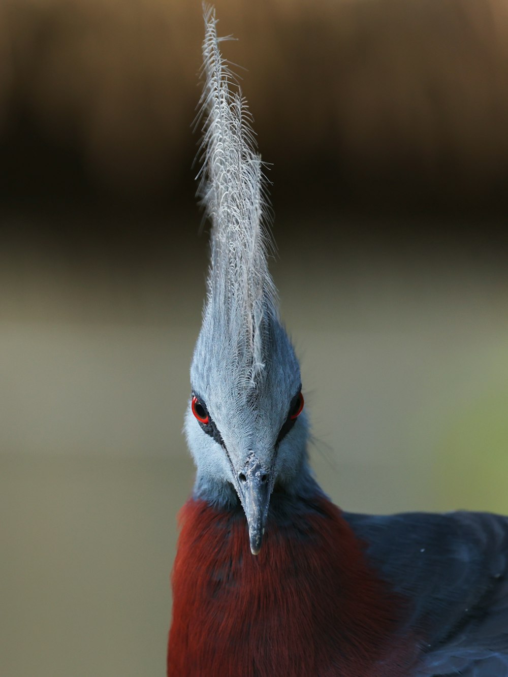 a close up of a bird with a feather on it's head