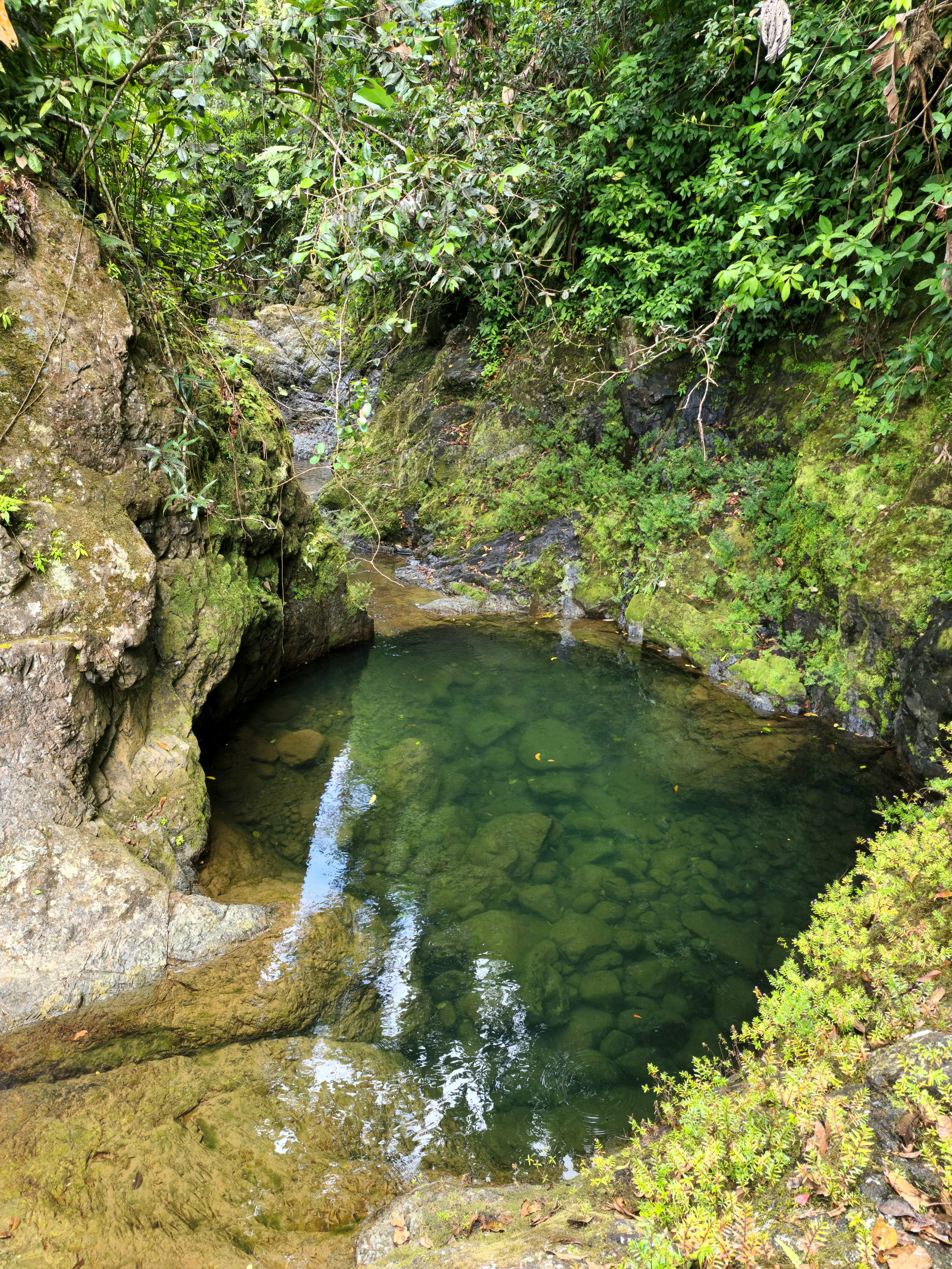 Natural jungle pool surrounded by tropical vegetation