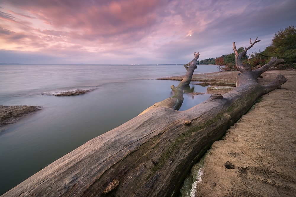 a large log sitting on top of a beach next to a body of water