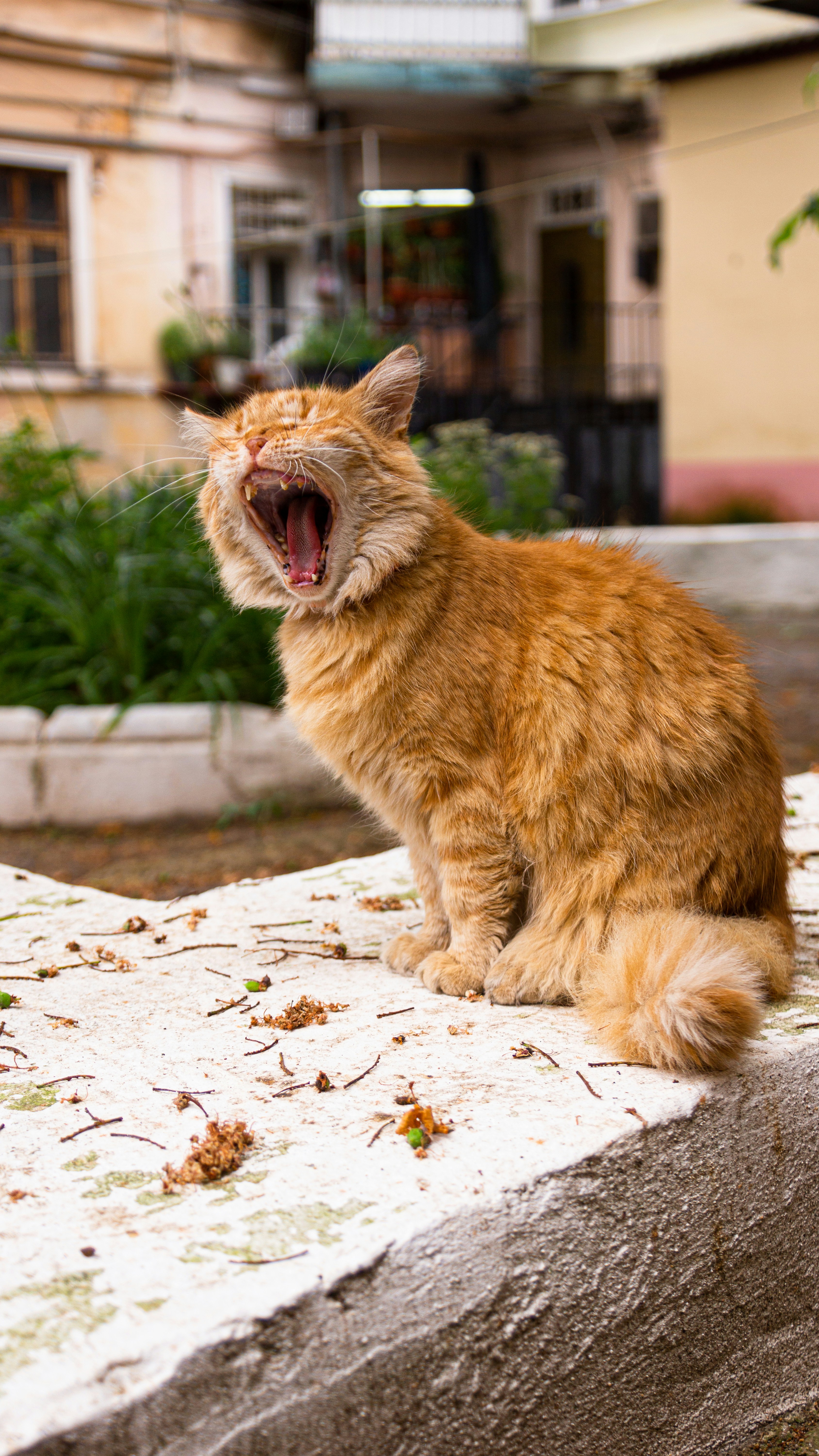 Vocal and Expressive Nature (image credits: unsplash)