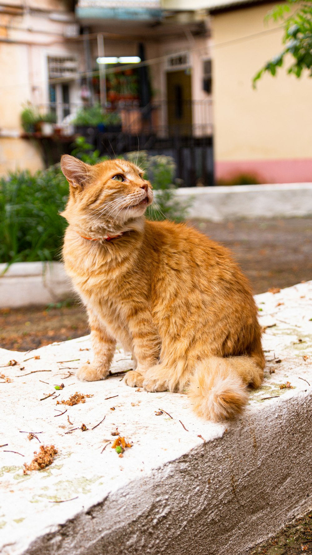 a cat that is sitting on a ledge