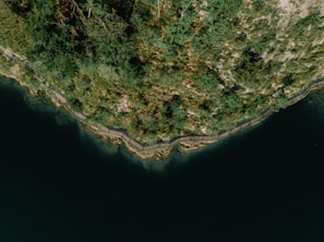 Aerial view of dense greenery along a coastline with a path or boardwalk running parallel to the water. The water is dark and appears calm, contrasting with the vibrant green hues of the foliage.