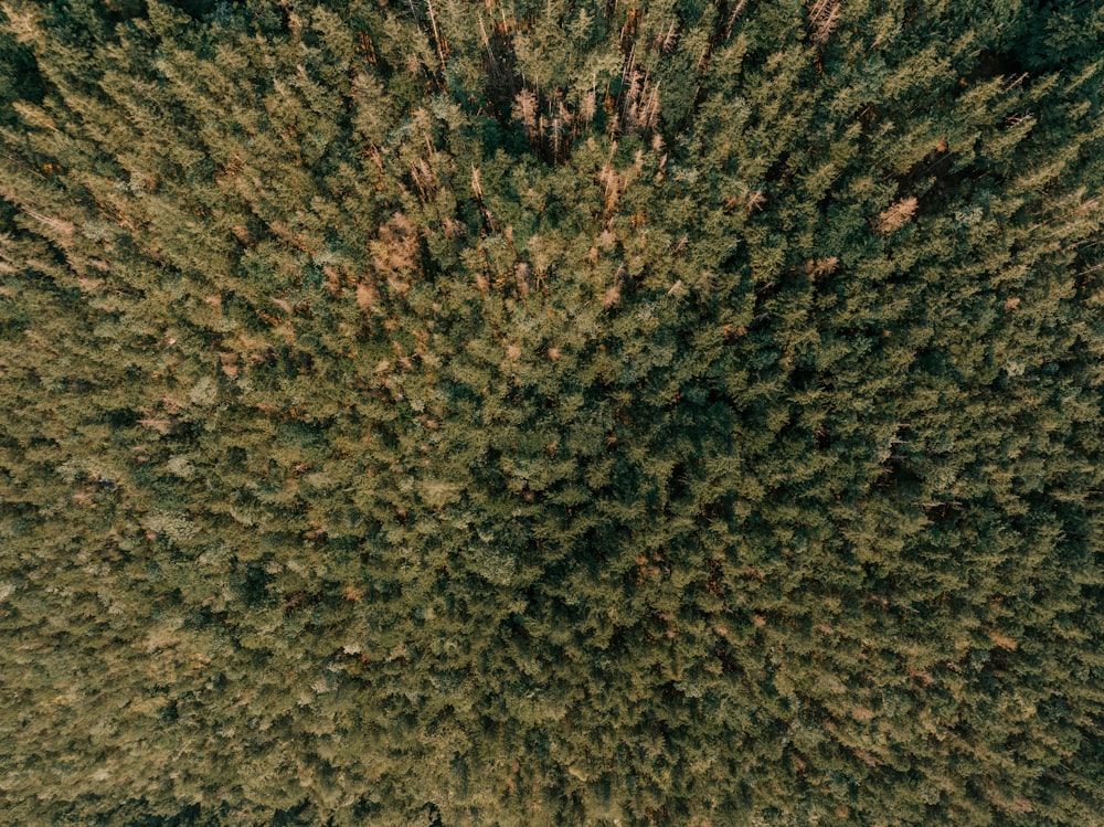 una vista aerea di una foresta con molti alberi