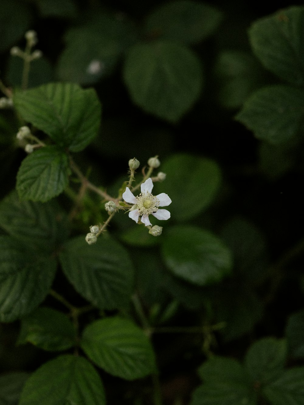 a close up of a small white flower on a plant