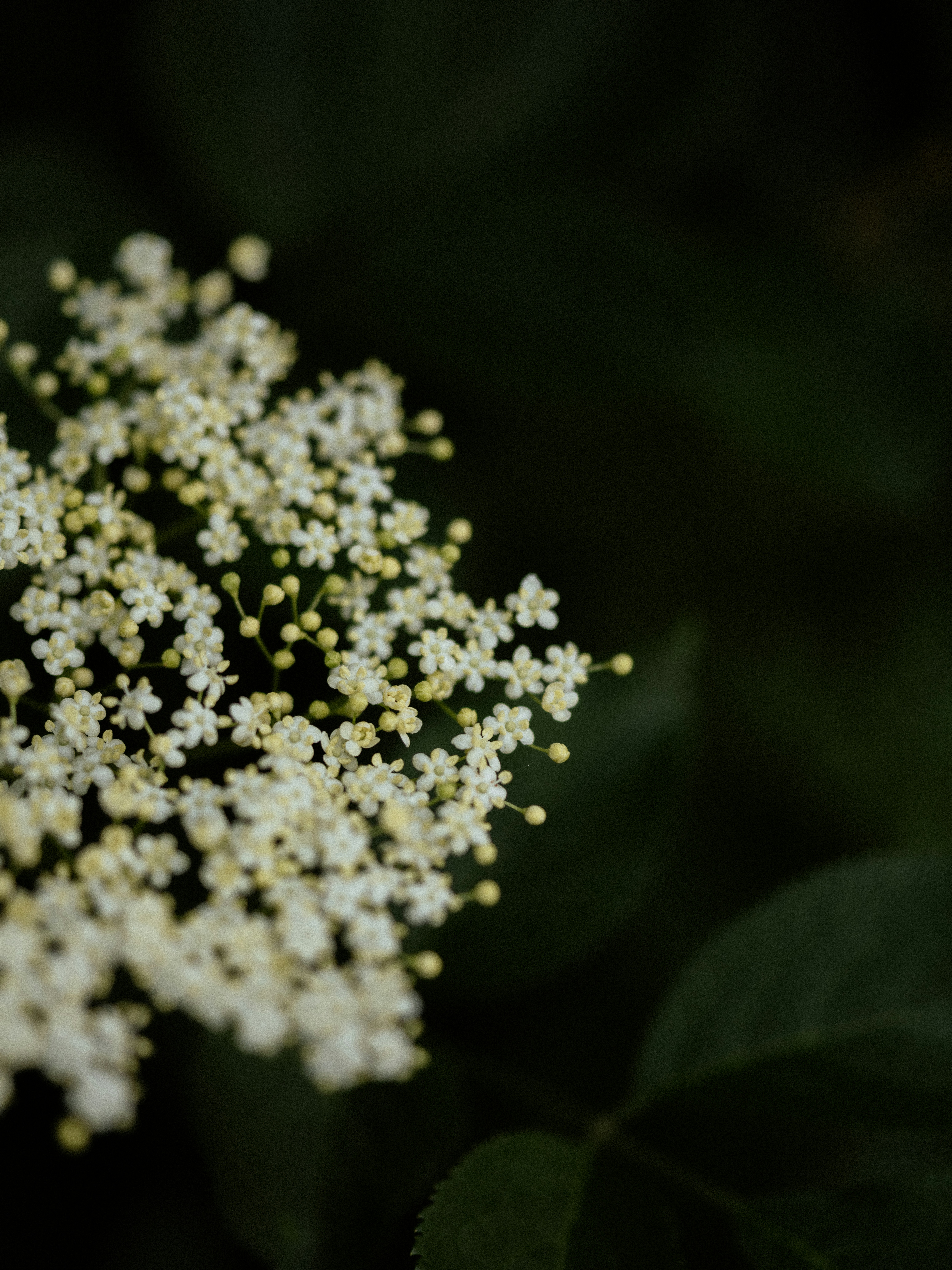 Photo by anniespratt