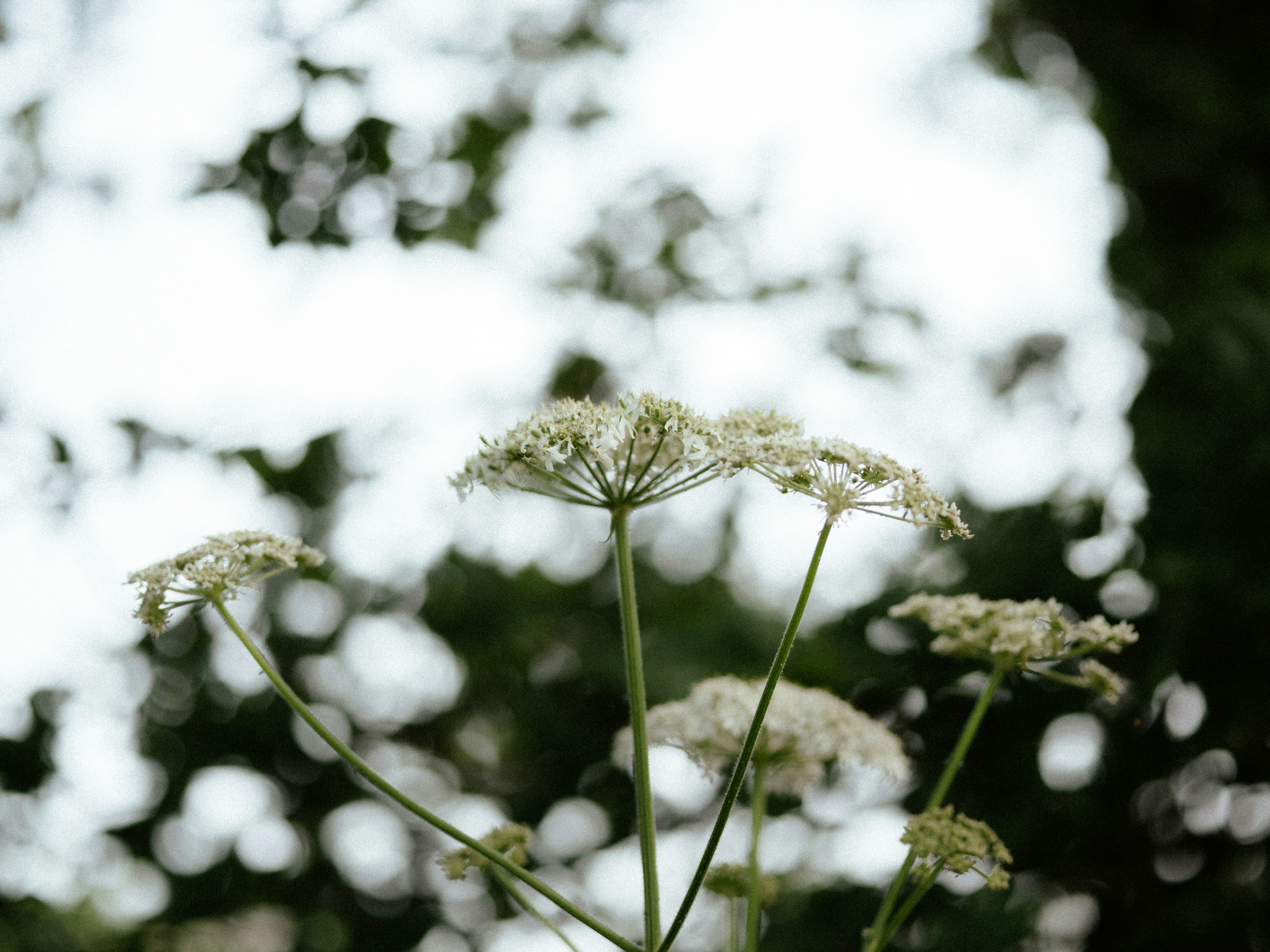 Photo by anniespratt