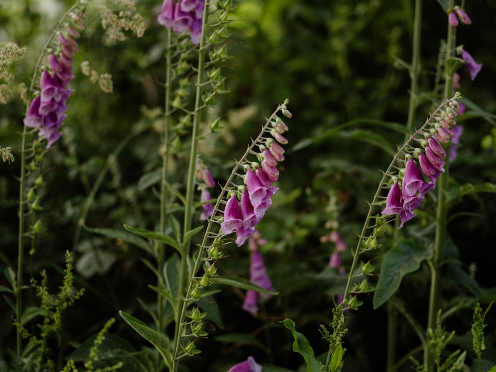 a bunch of flowers that are in the grass