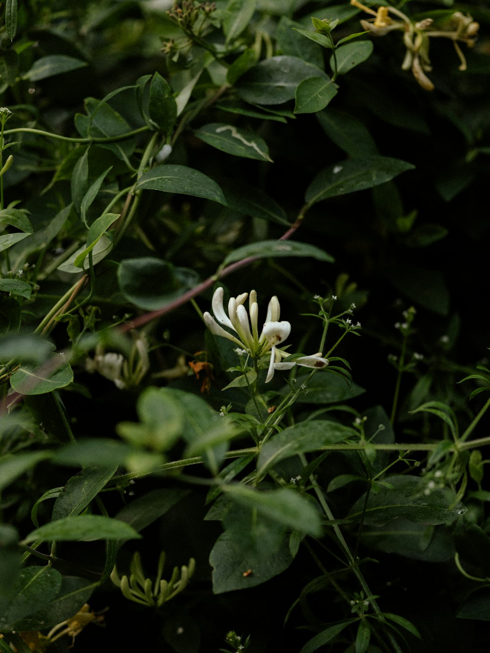 a white flower surrounded by green leaves