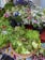 A variety of fresh greens, including lettuce and other leafy vegetables, are arranged in wicker baskets. Behind them, vibrant flowers in hues of blue, white, and pink are displayed in black containers. Price tags are visible on some of the items, suggesting a market setting.