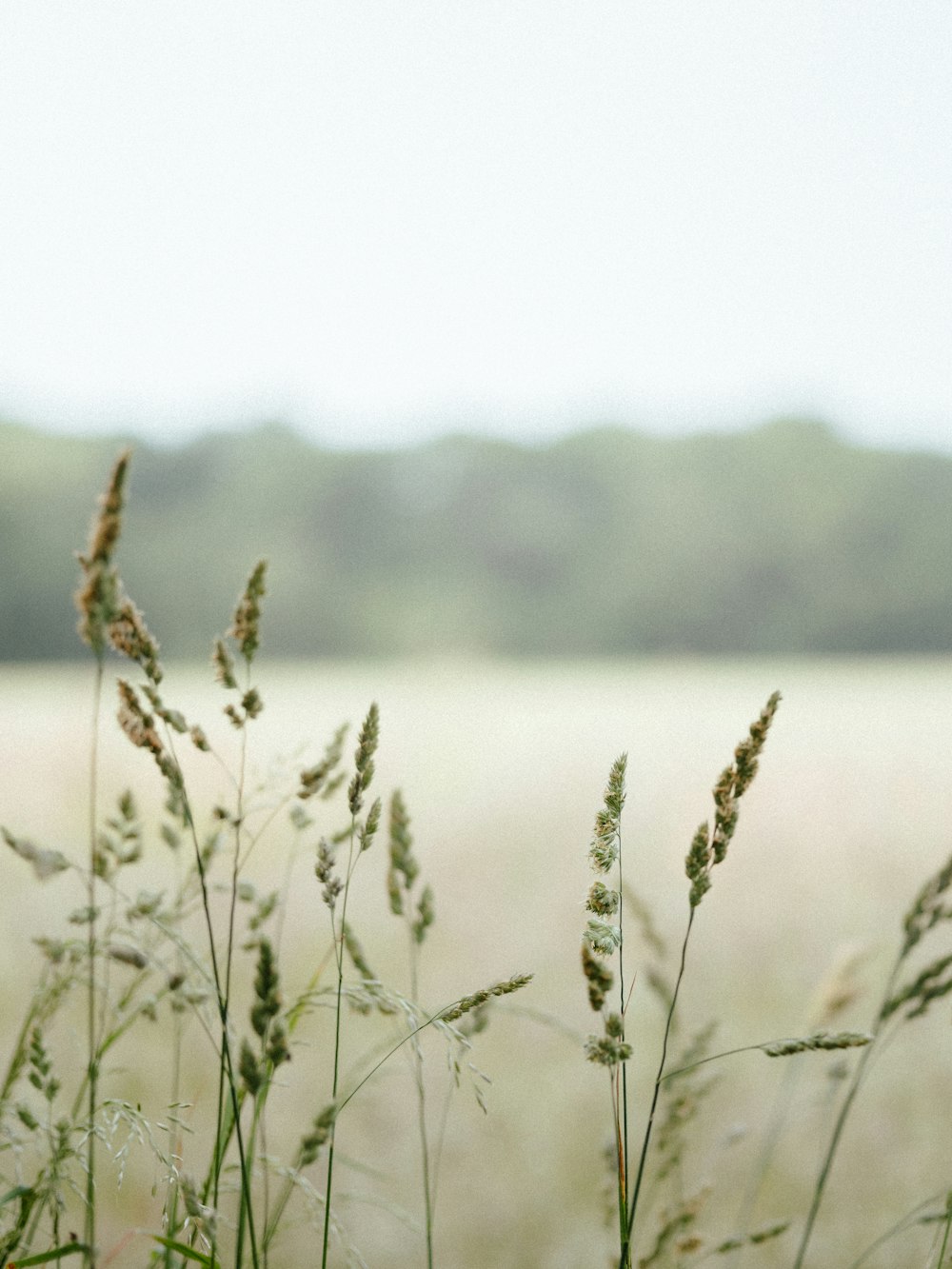 a field of tall grass with a sky in the background