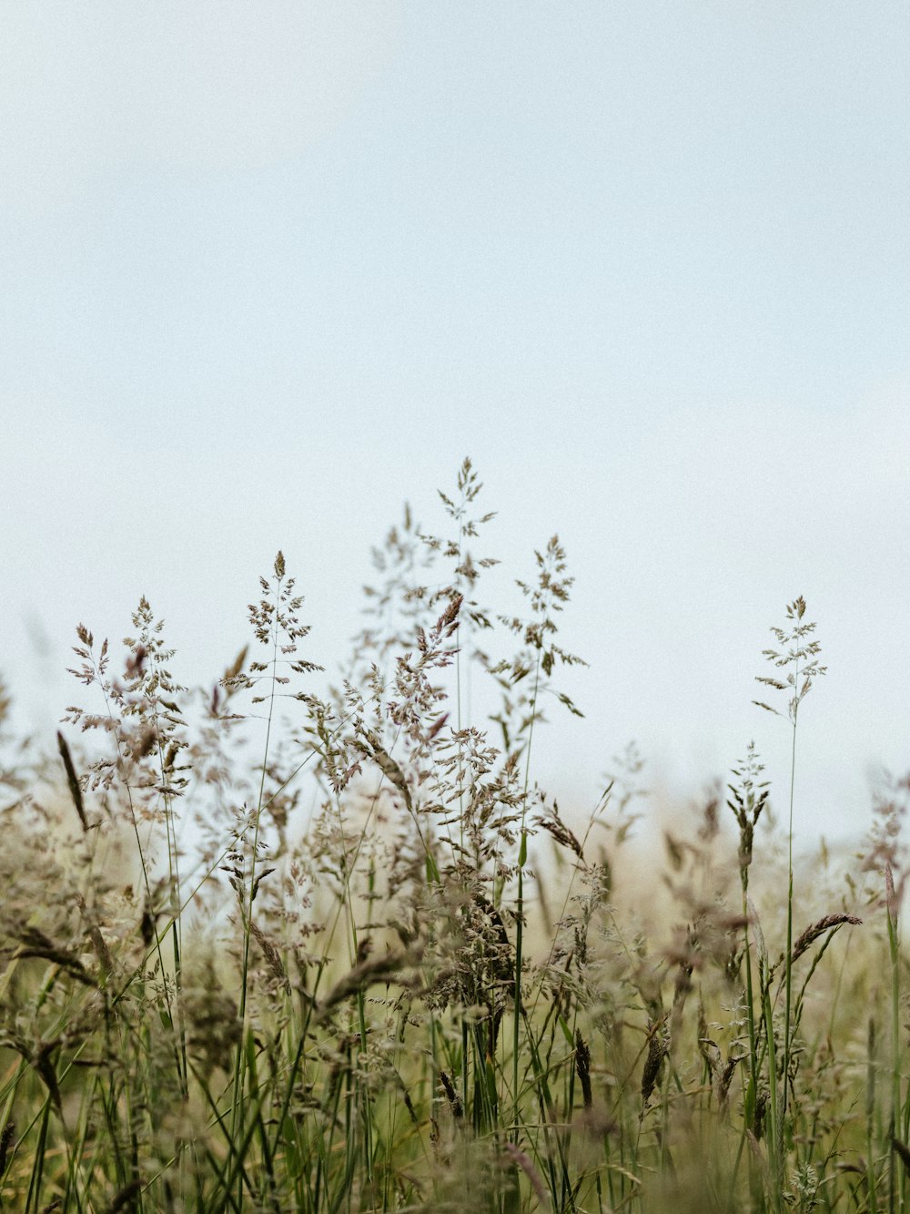 a field of tall grass with a sky in the background