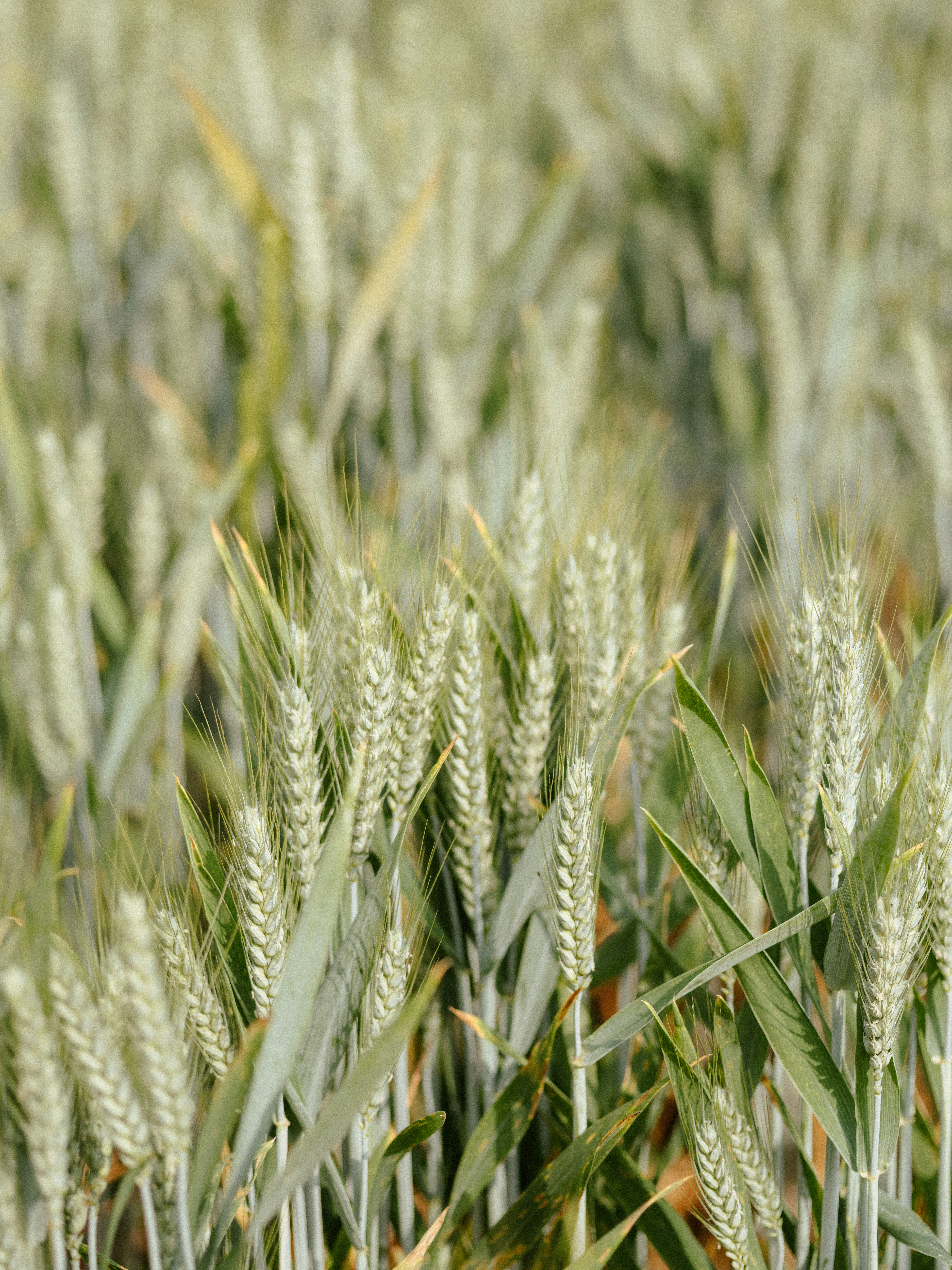 Photo by anniespratt