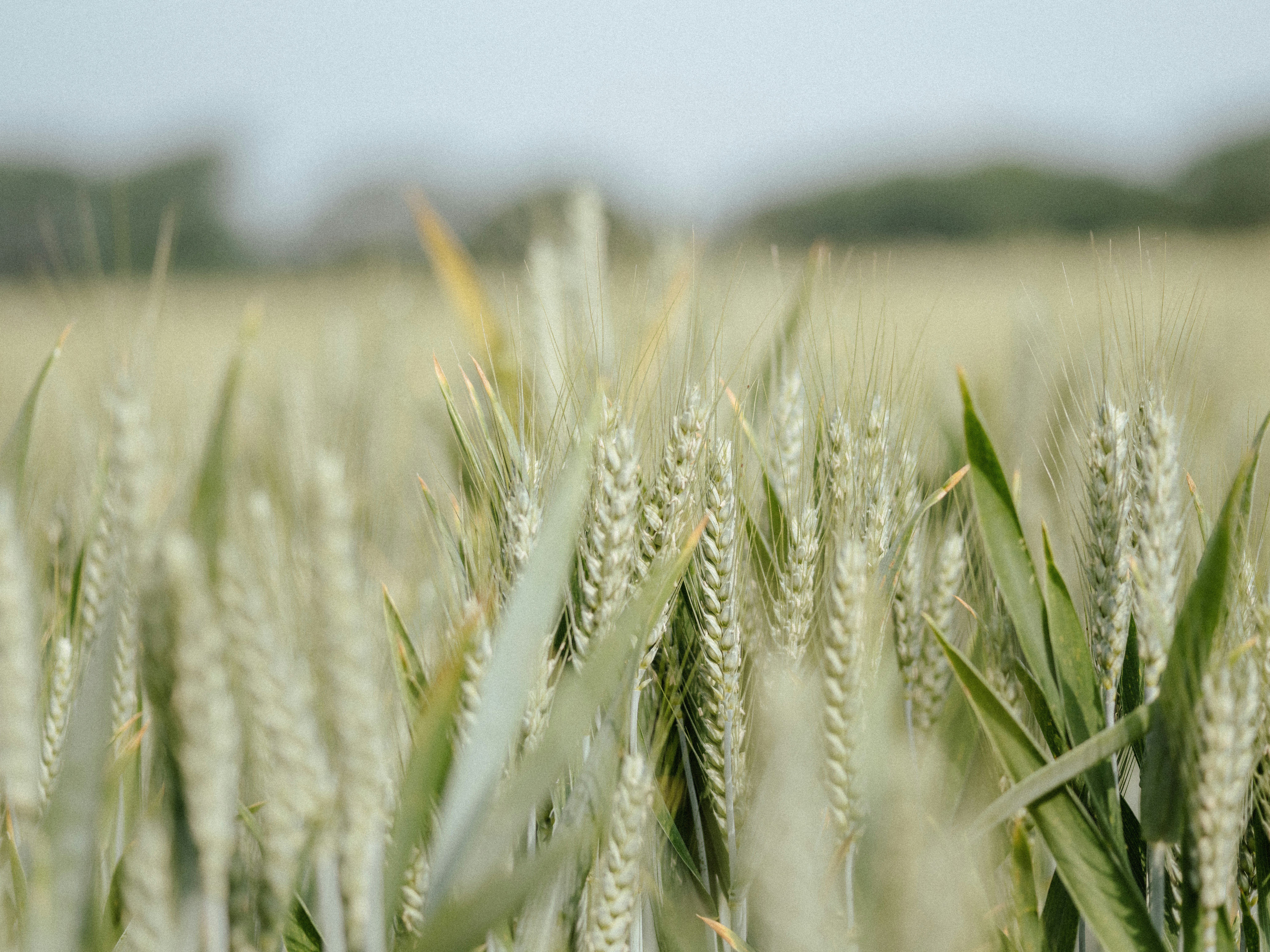 Photo by anniespratt