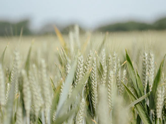 Wide shot of lush green wheat crops swaying in the breeze