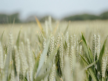 A close-up of healthy green wheat plants swaying gently in a sunny field.