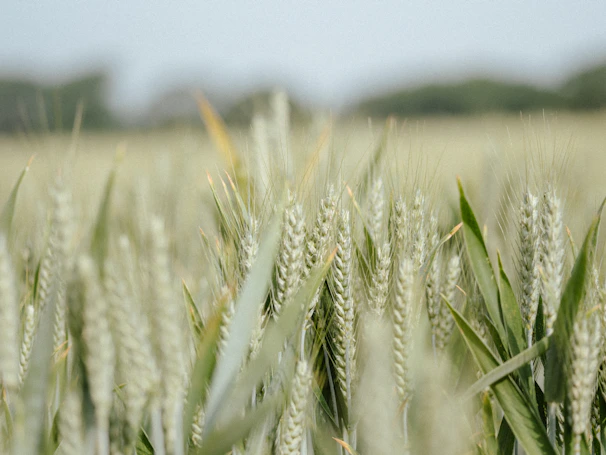 A close-up of healthy green wheat plants swaying gently in the breeze under a clear blue sky.