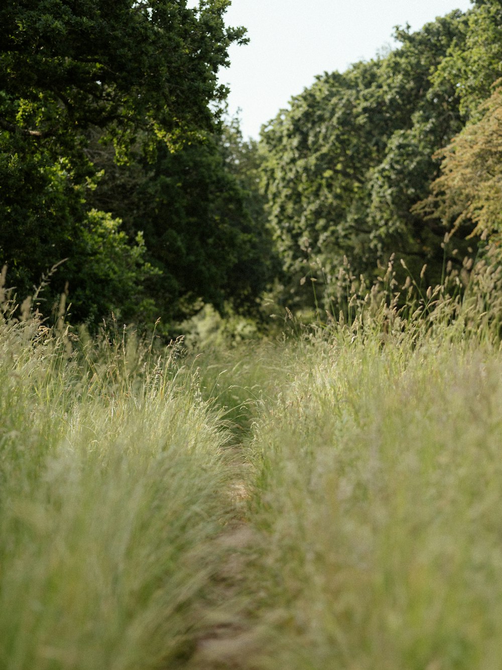 a field of tall grass with trees in the background