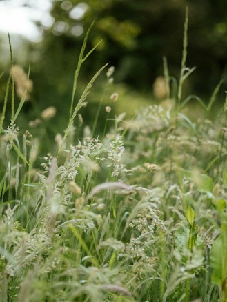 A lush, green field with various grasses and plants growing abundantly. The image captures the fine details of the slender stems and delicate seed heads swaying gently. The background is softly out of focus, adding depth to the vibrant foliage.