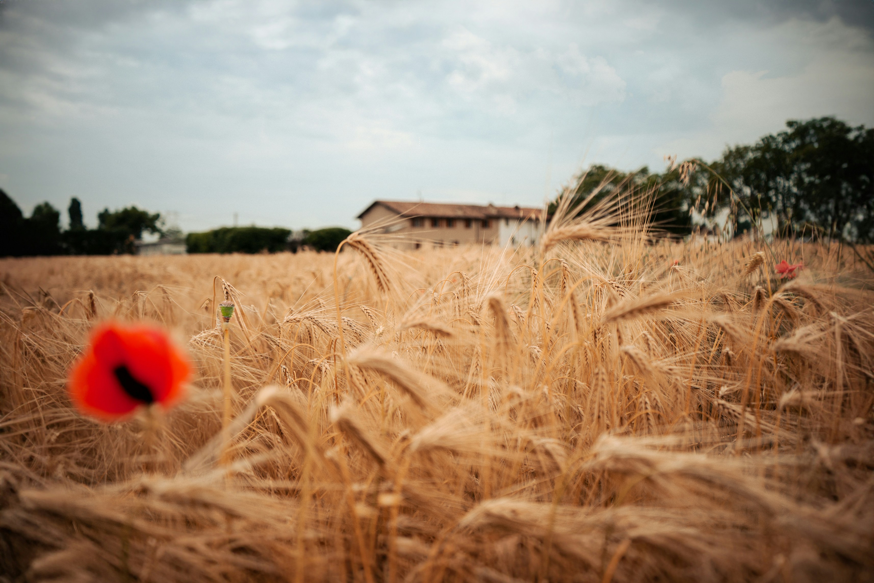 Photo by andreagiardini