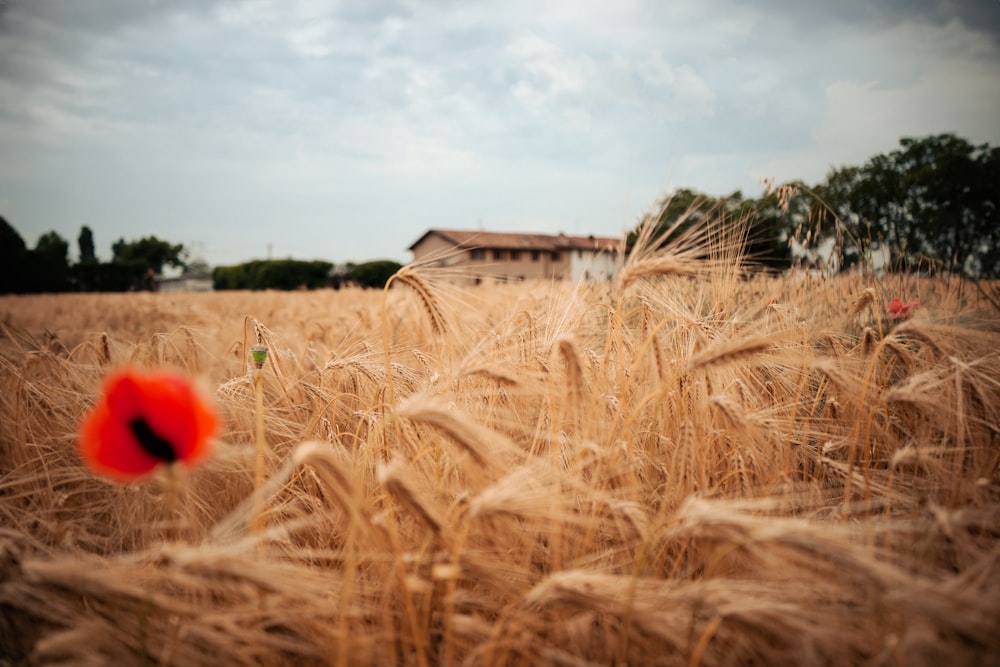 a poppy in a field of wheat with a house in the background