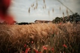 A golden wheat field stretches out under a cloudy sky, with scattered red flowers adding vibrant accents. In the background, a farmhouse is partially visible surrounded by lush green trees, creating a serene rural landscape.