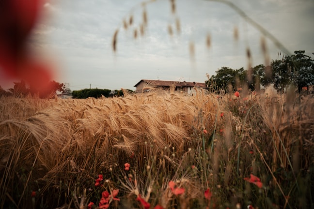 A golden wheat field stretches out under a cloudy sky, with scattered red flowers adding vibrant accents. In the background, a farmhouse is partially visible surrounded by lush green trees, creating a serene rural landscape.