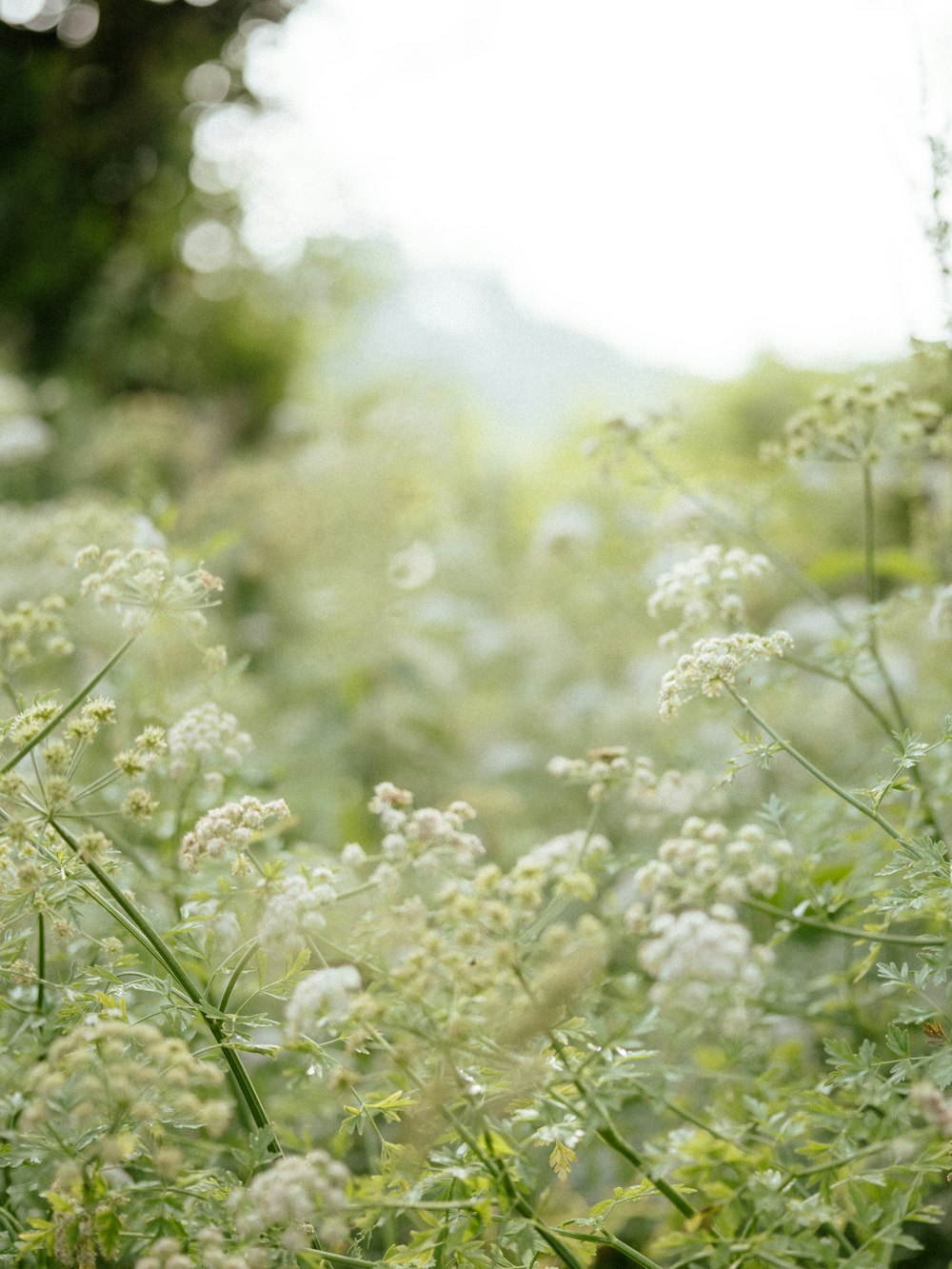 a bunch of flowers that are in the grass