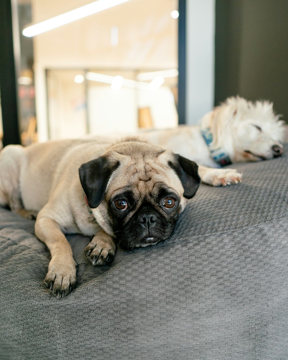 a dog laying on a bed next to another dog