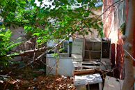 Overgrown backyard with patchy grass and unruly shrubs before cleanup.