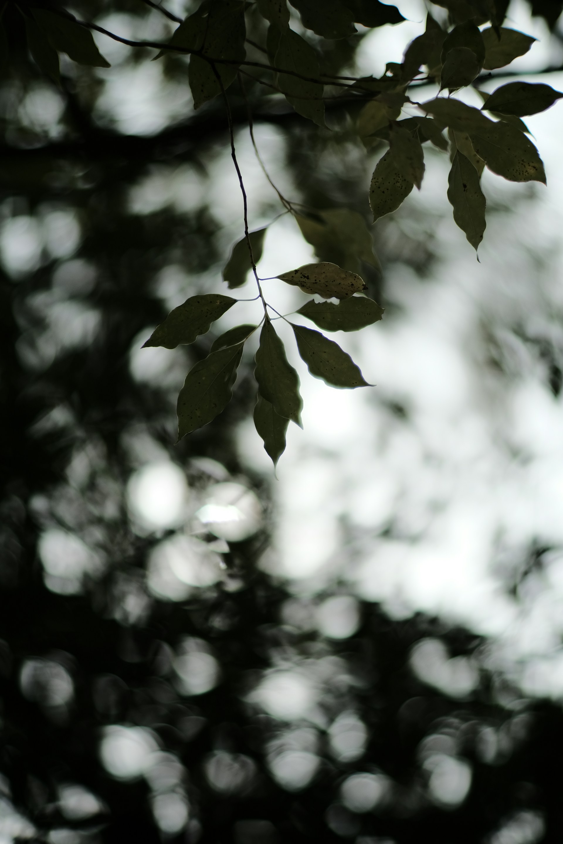 a tree branch with some leaves on it