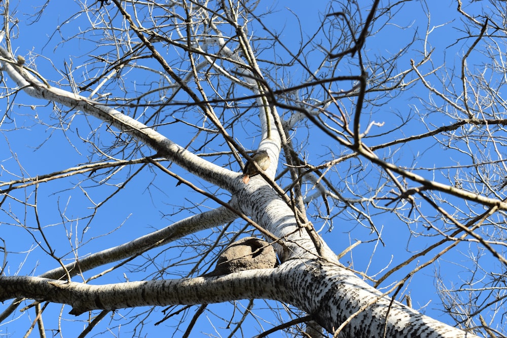 a bird is perched on a tree branch