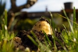 A close-up view of a partially unearthed potato in a garden, surrounded by soil and green grass. The background is blurred but includes a tree and a garden structure, possibly a shed or a fence.