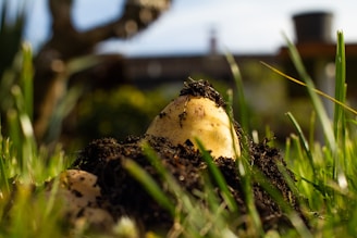 A close-up view of a partially unearthed potato in a garden, surrounded by soil and green grass. The background is blurred but includes a tree and a garden structure, possibly a shed or a fence.