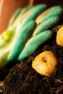 A potato partially buried in rich, dark soil is visible. A pair of green gardening gloves is lying next to it, indicating a gardening activity. The image has a close-up focus, emphasizing the texture of the soil and the smoothness of the potato.