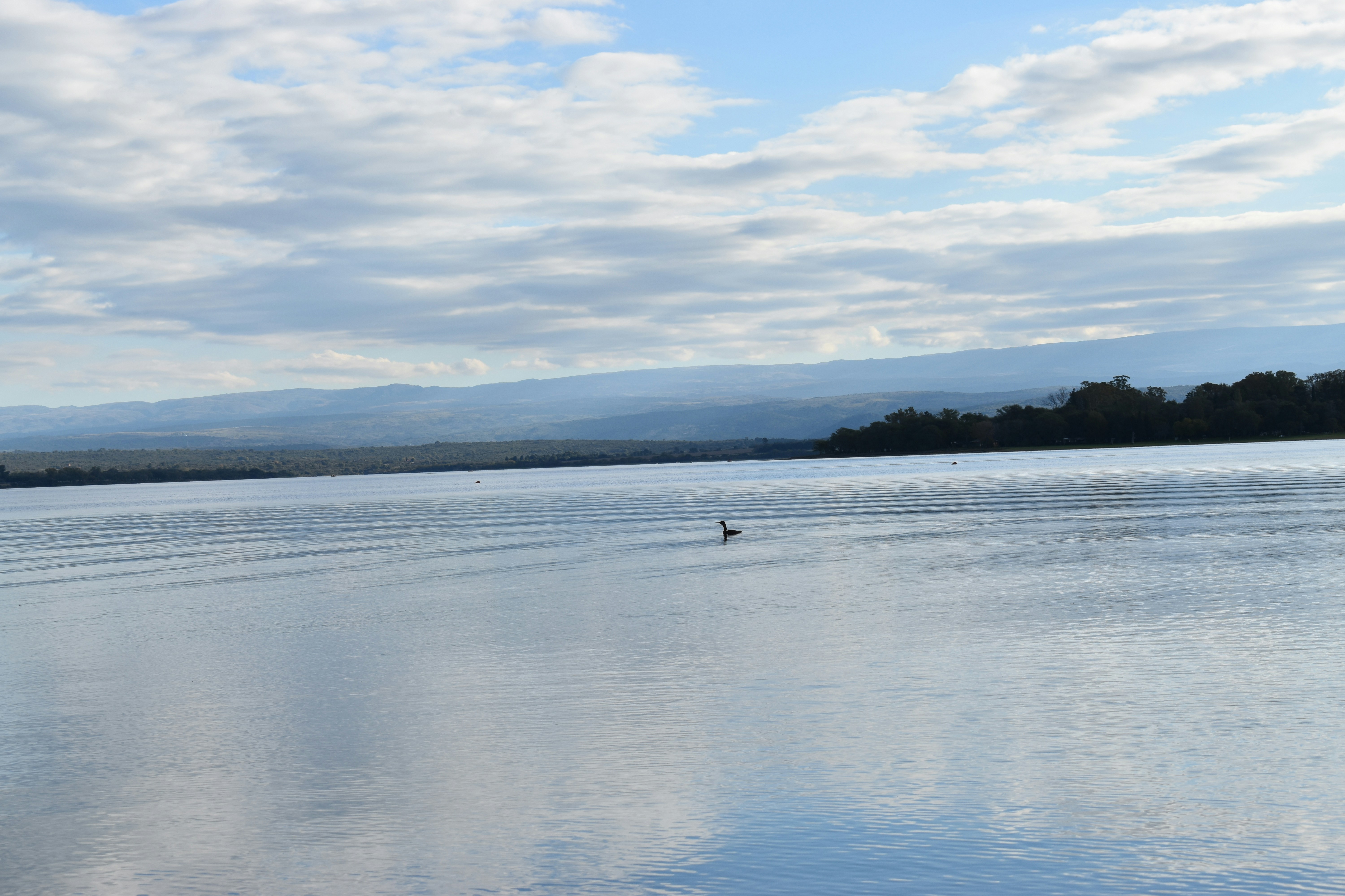 a body of water with trees in the background