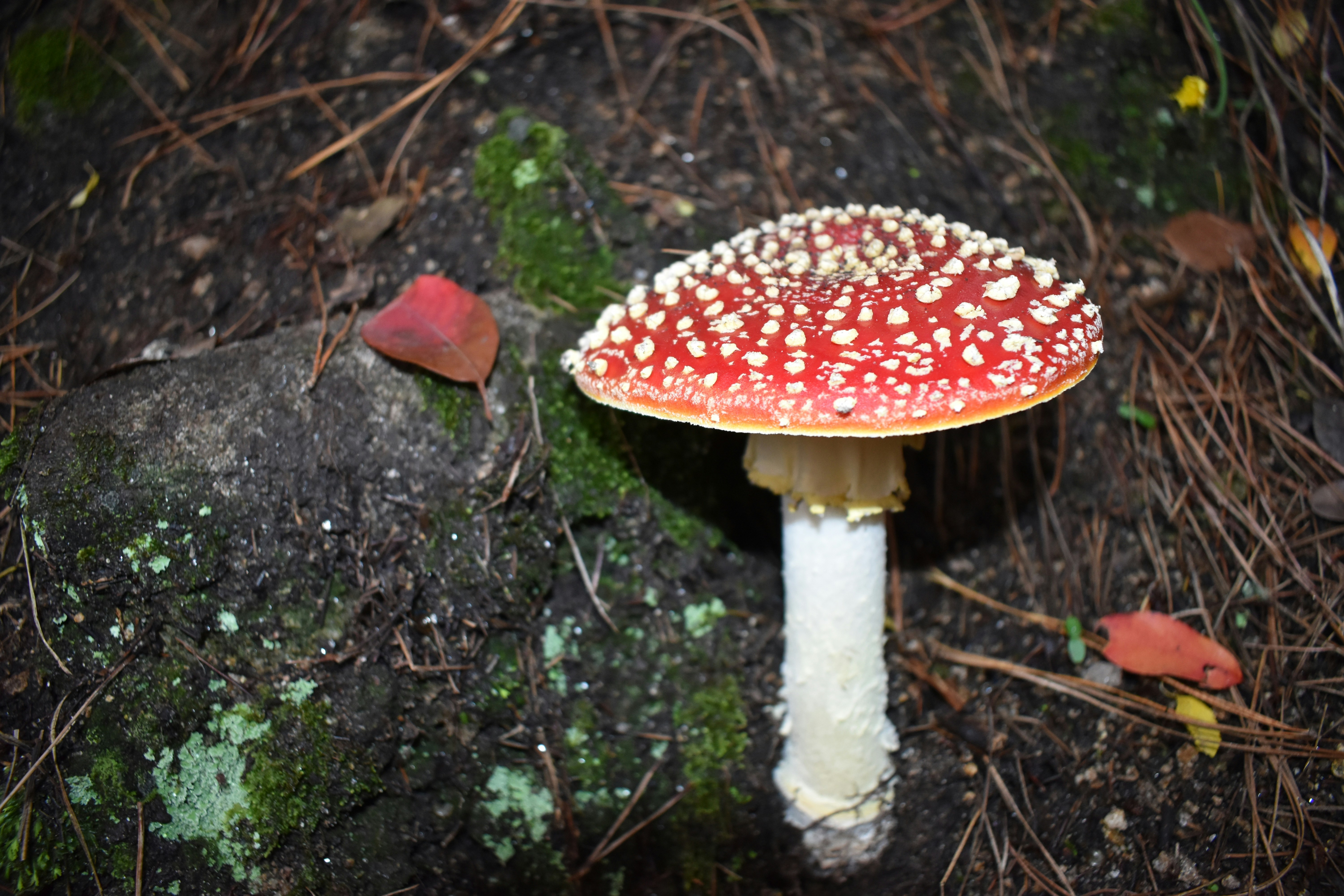 The iconic red and white Amanita muscaria mushroom in its natural habitat - amanita psychedelic gummies