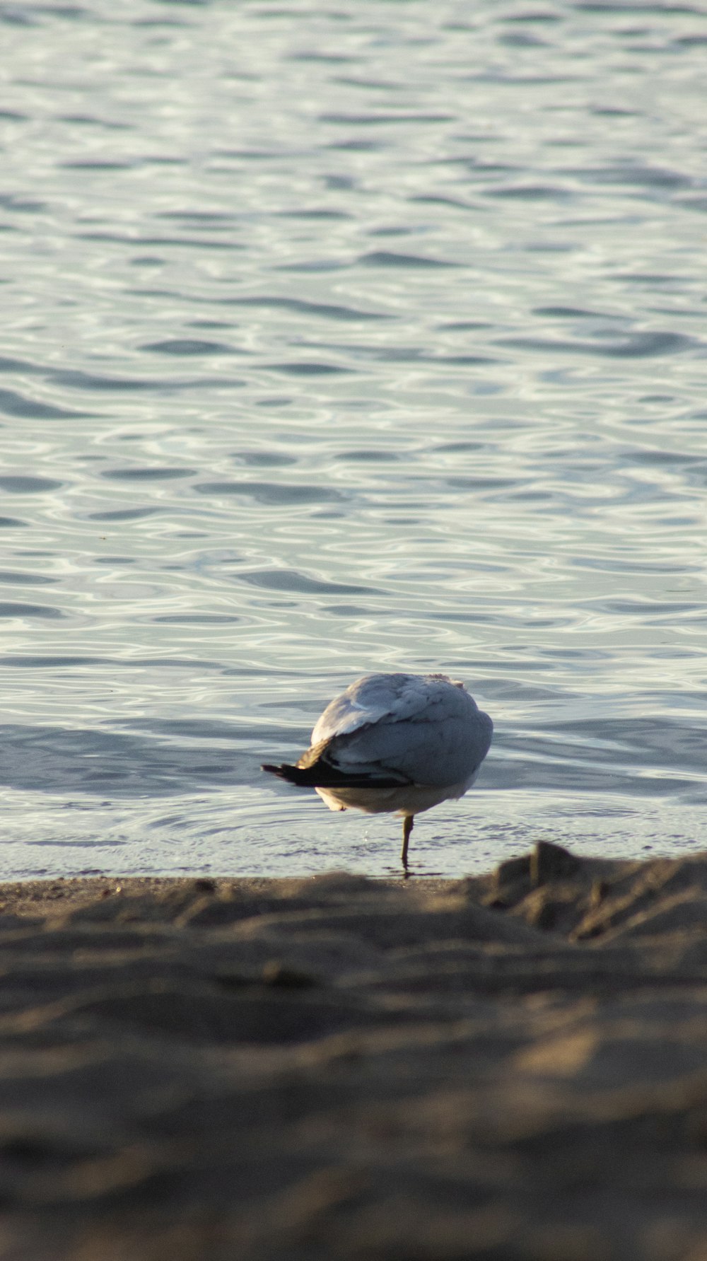 a seagull is standing on the sand near the water