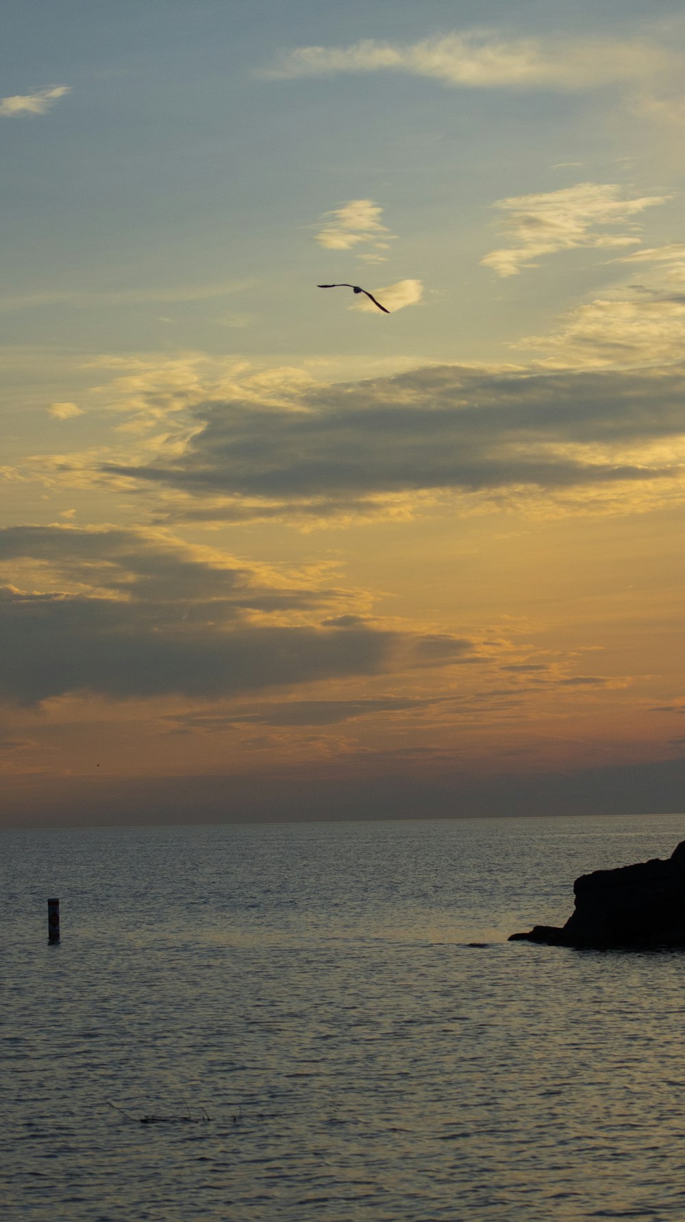 a bird flying over a body of water at sunset