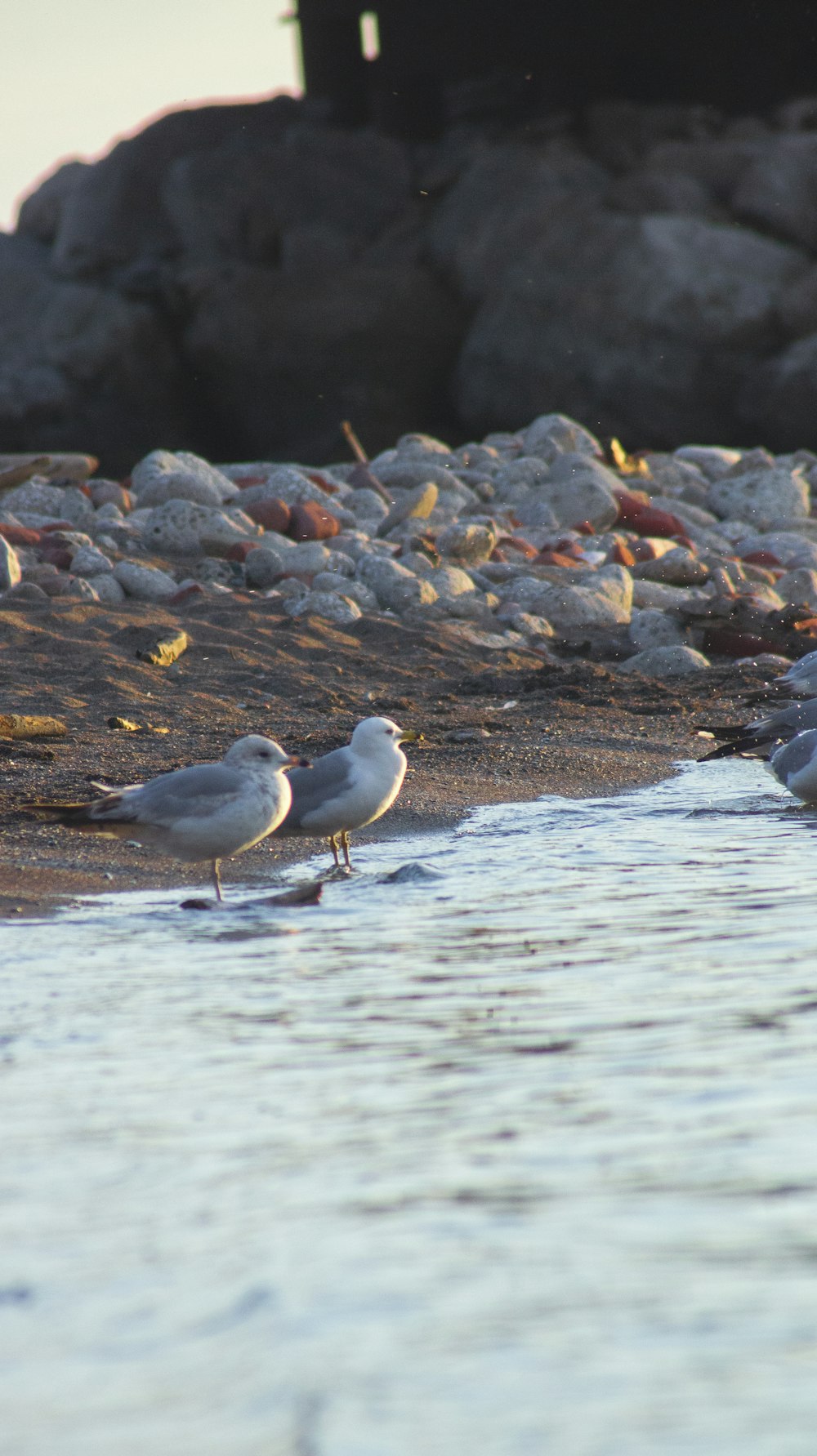 a group of birds standing on top of a sandy beach